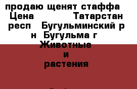 продаю щенят стаффа › Цена ­ 4 000 - Татарстан респ., Бугульминский р-н, Бугульма г. Животные и растения » Собаки   